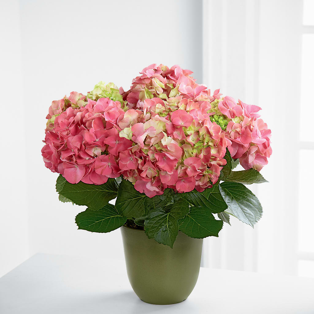 Pink Hydrangea Planter – Margartia Flowers, Jersey City NJ