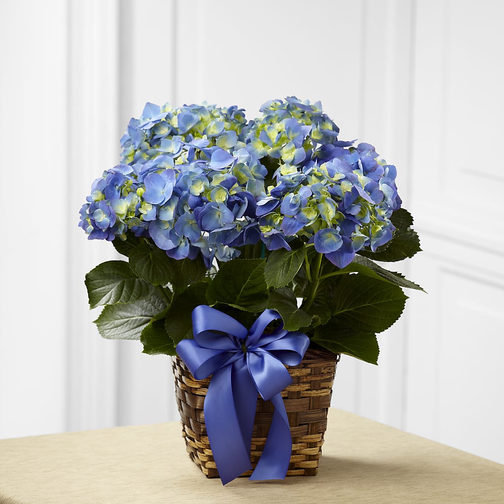 Blue Hydrangea Planter – Margartia Flowers, Jersey City NJ