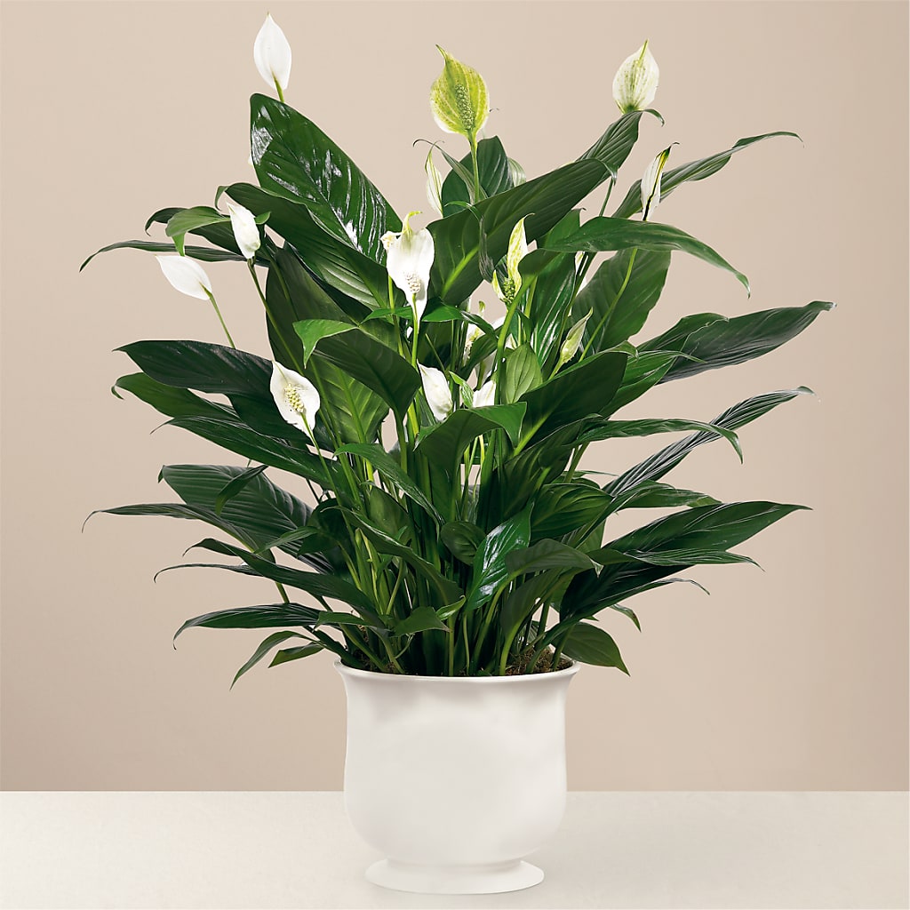 Comfort Planter – Margartia Flowers, Jersey City NJ