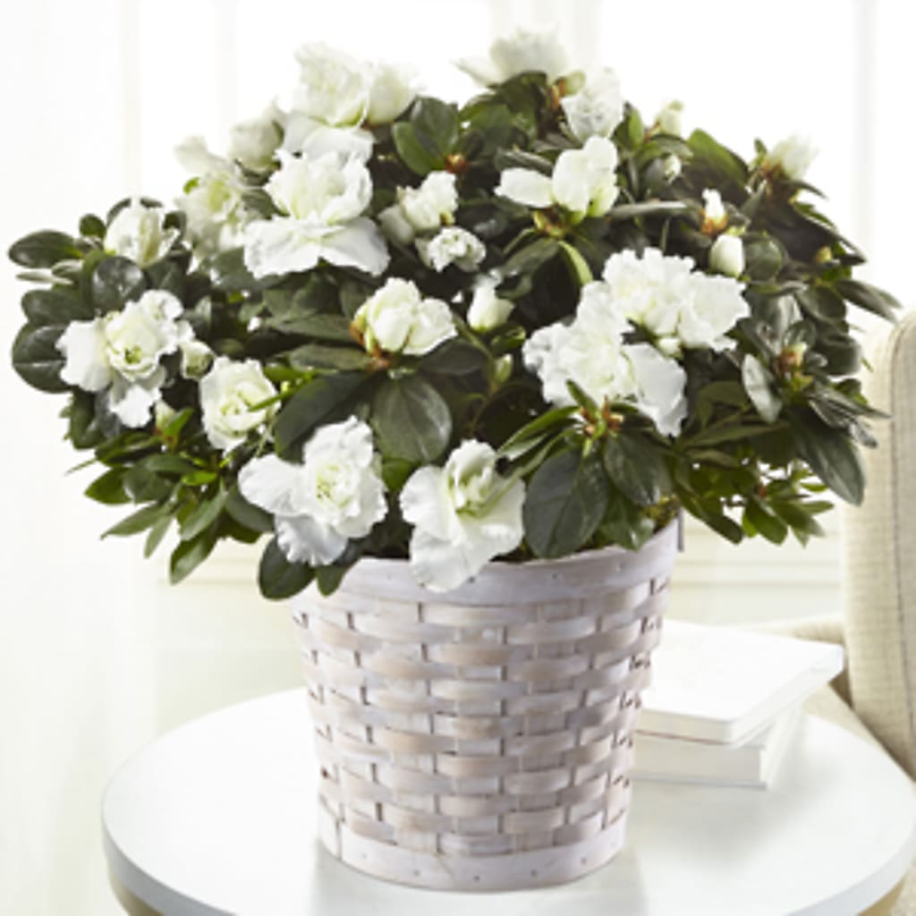 White Azalea Plant – Margartia Flowers, Jersey City NJ