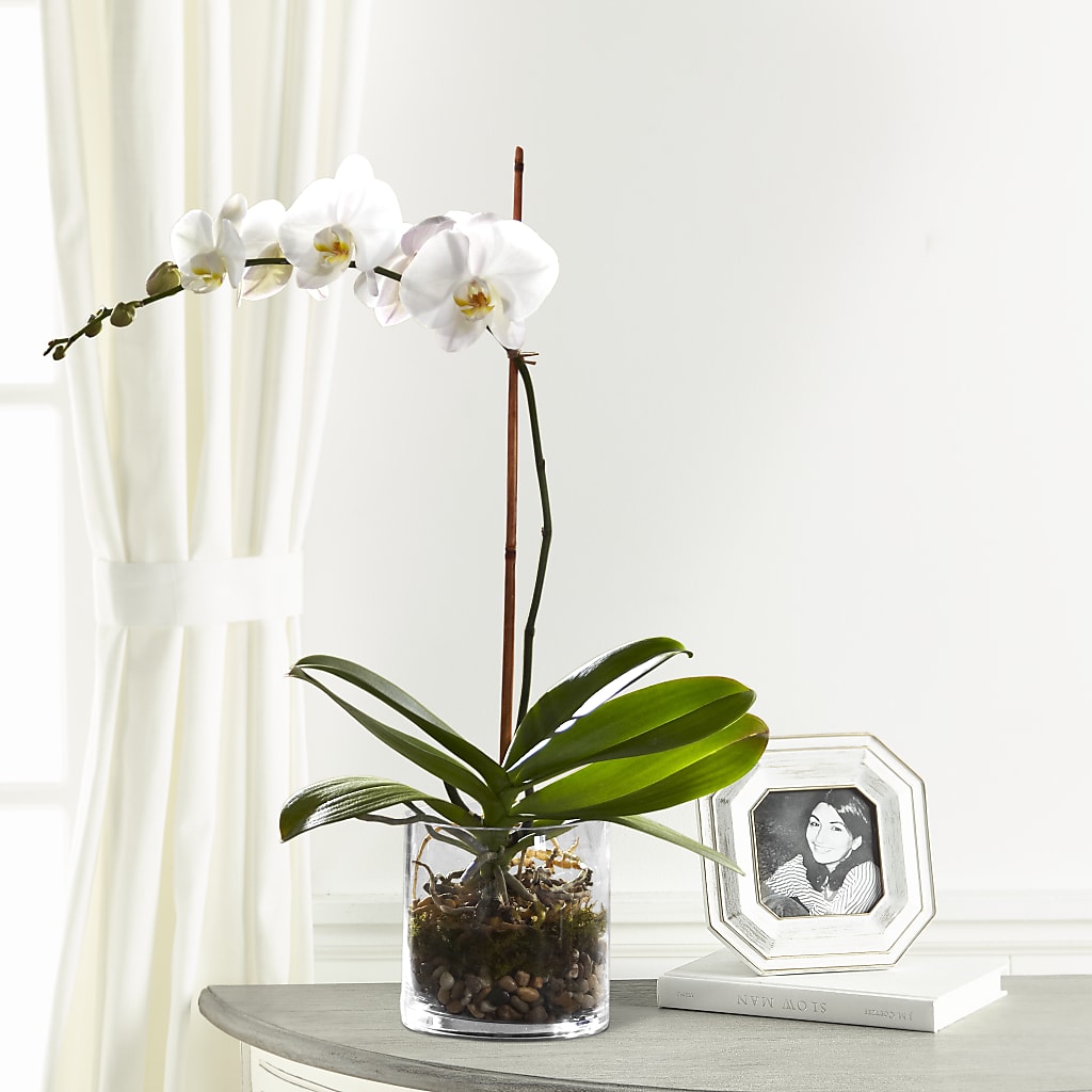 White Orchid Planter – Margartia Flowers, Jersey City NJ