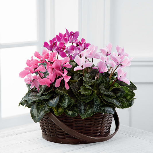 Mixed Cyclamen Planter –  Margartia Flowers, Jersey City NJ