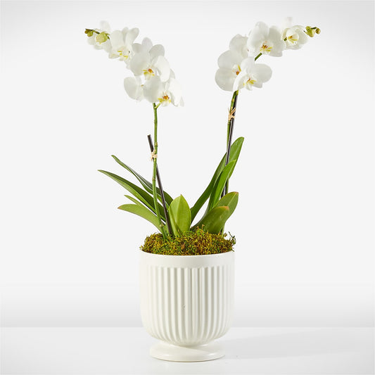 Whispering White Orchid –  Margartia Flowers, Jersey City NJ