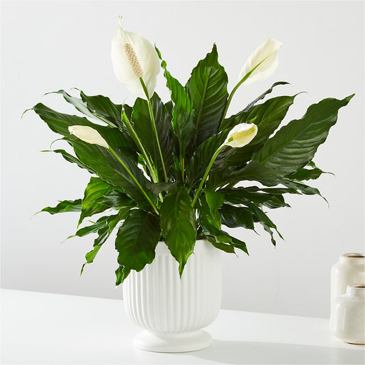 Comfort Planter –  Margartia Flowers, Jersey City NJ
