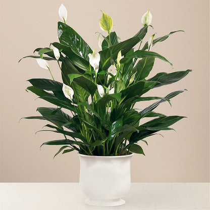 Comfort Planter –  Margartia Flowers, Jersey City NJ