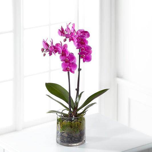 Pink Orchid Plant –  Margartia Flowers, Jersey City NJ