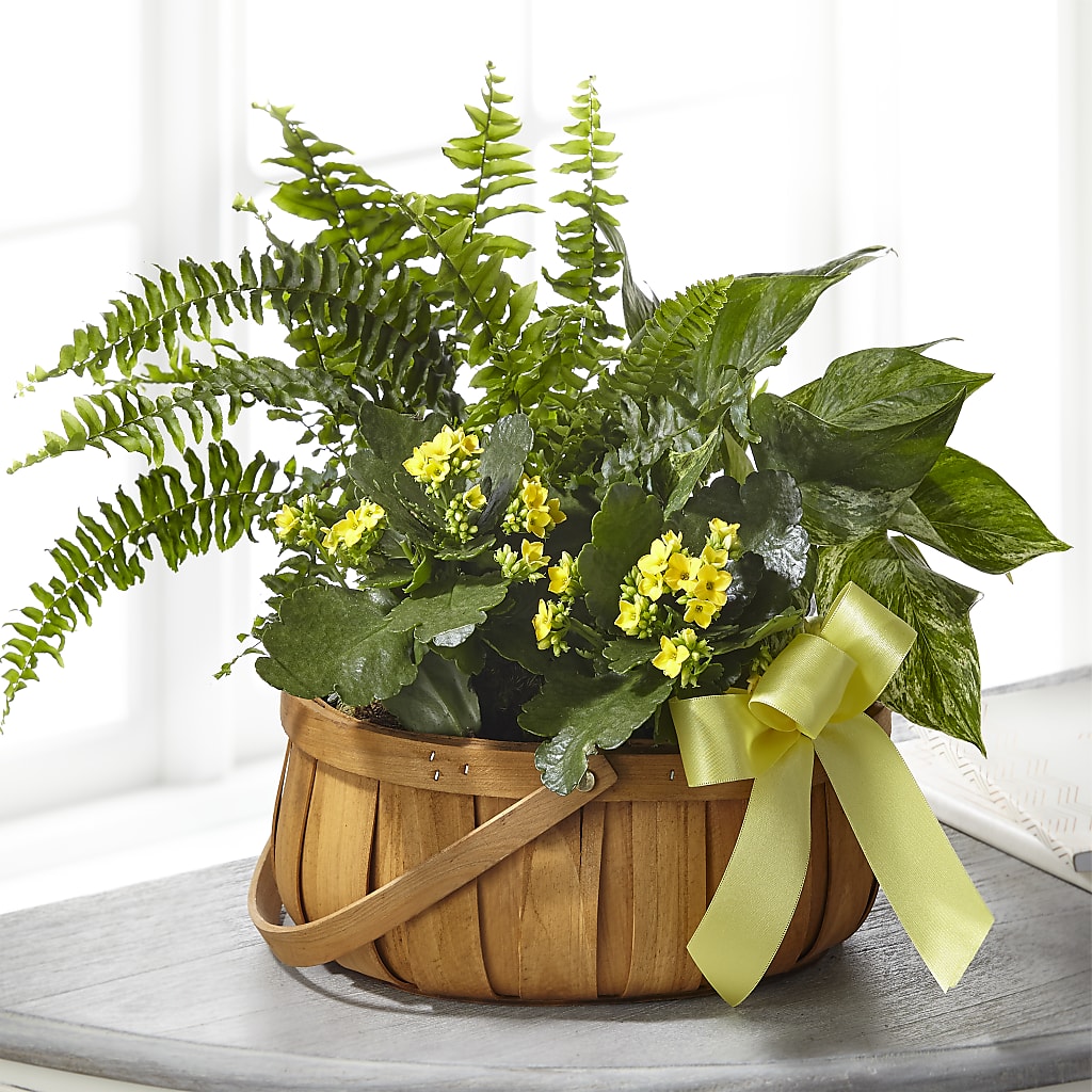 Always Dear Dishgarden –  Margartia Flowers, Jersey City NJ