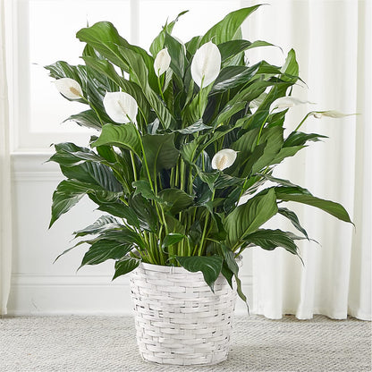 A New Leaf Peace Lily –  Margartia Flowers, Jersey City NJ
