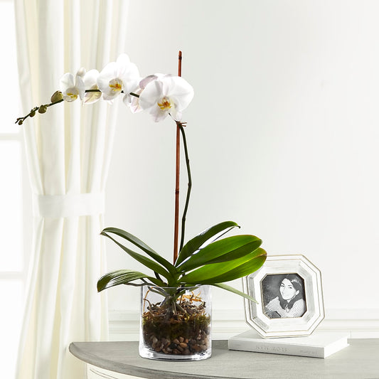White Orchid Planter –  Margartia Flowers, Jersey City NJ